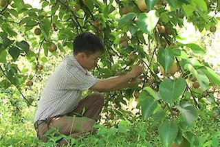Làm giàu từ cây bản địa