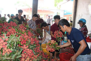 Vải thiều sớm Bắc Giang tiêu thụ thuận lợi