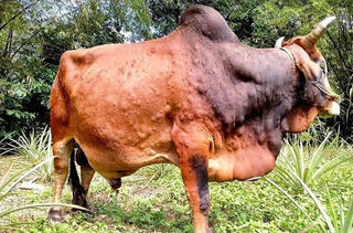 Ngăn ngừa bệnh viêm da nổi cục trên gia súc lan rộng