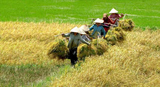 Chỗ đứng của nông dân