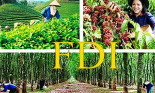 Vốn FDI đổ vào nông nghiệp tăng trưởng khả quan