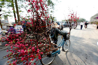 Tâm tưởng hoa đào