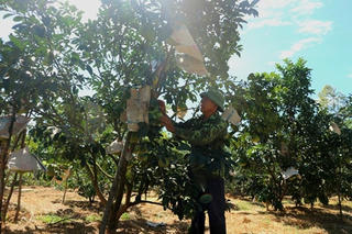 Thăng trầm cây ăn quả có múi ở Hà Tĩnh