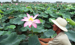Trồng sen mùa lũ: Hiệu quả kinh tế cao