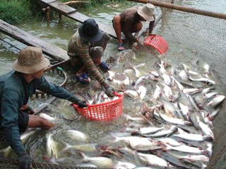 Xốc lại ngành cá tra