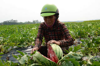 Người trồng dưa hấu điêu đứng