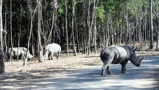 Không có tê giác chết ở Safari Phú Quốc