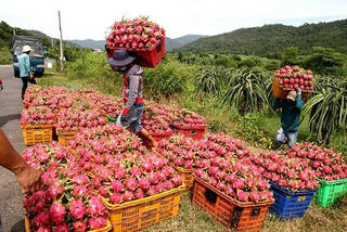 Cơ hội của nông sản
