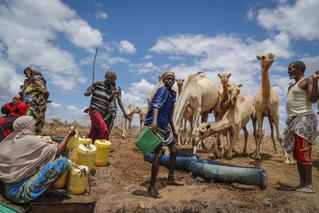 Hạn hán lịch sử ở Kenya: 'Nếu động vật chết, chúng ta cũng chết'