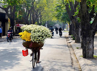 Cúc họa mi về phố