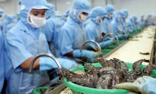 Xuất khẩu tôm giảm