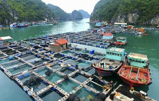 Hải Phòng: Nghiên cứu quy chuẩn lồng, bè nuôi trồng thủy sản trên vịnh Cát Bà