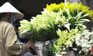 Tháng Tư gọi mùa hoa loa kèn