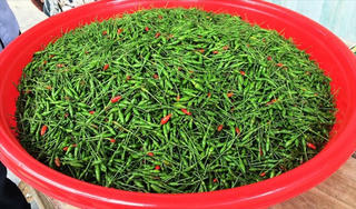 Quảng Nam: Phát triển trồng ớt Ariêu mang thương hiệu Đông Giang