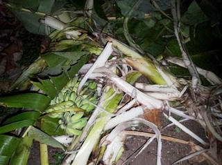 5 con voi rừng về sát nhà dân phá nát hoa màu