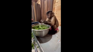[VIDEO] Hài hước chú khỉ biết phụ chủ làm việc bếp núc
