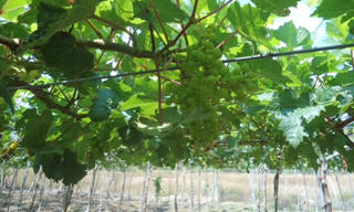 Những cánh đồng xanh trên vùng đất khô hạn