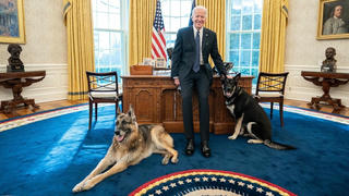 Chó cưng của Tổng thống Mỹ Biden bị đưa về quê vì cắn mật vụ