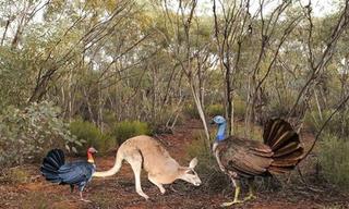 Hóa thạch gà bay kích thước lớn bằng kangaroo