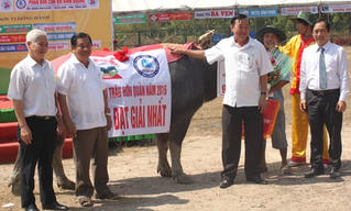 Sôi nổi Hội chọi trâu Bình Phước đầu Xuân