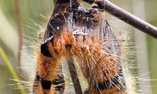 Sâu bướm nổ tung xác khi mắc virus thây ma baculovirus