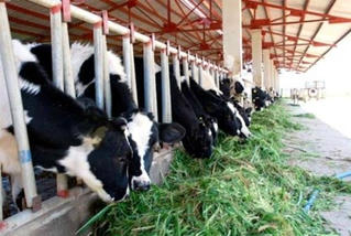 Dự án bánh vẽ có bị thu hồi?
