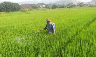 Phú Yên: Hơn 152 ha lúa bị sâu bệnh gây hại