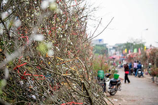 Thú chơi hoa lê sau Tết của người dân Hà Nội