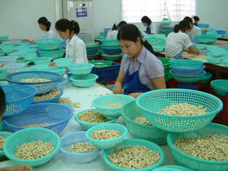 Kim ngạch xuất khẩu ngành điều đạt trên 3 tỷ USD