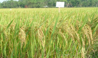 Hỗ trợ Hòa Bình giống cây trồng