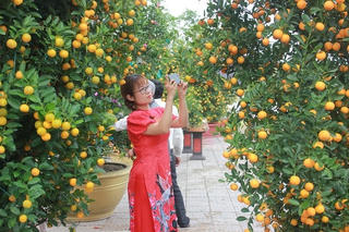 Quảng Nam: Ngày hội quất cảnh Cẩm Hà lần thứ 5