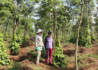 Vươn lên từ vùng đất khó
