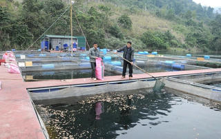 Tuyên Quang hỗ trợ nuôi trồng thủy sản