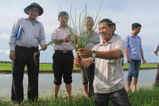Đồng bằng sông Cửu Long: Canh tác lúa thông minh tiết kiệm hàng ngàn tỷ đồng