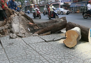 TP Hồ Chí Minh: Cây xanh bật gốc đè 4 người