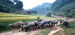 Huy động tối đa sức dân làm kinh tế