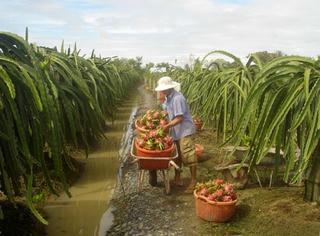 Gỡ khó cho kinh tế trang trại