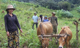 Nơi con nước Lồ ô