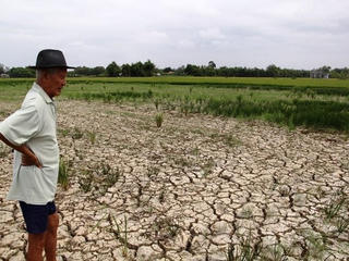 Cảnh báo hạn mặn trong sản xuất vụ lúa Đông Xuân