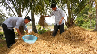 Làm giàu từ nghề trồng nấm rơm