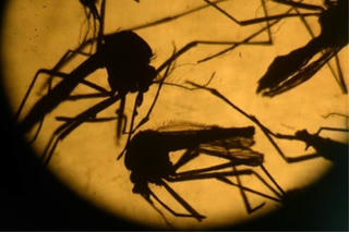 Bắc Kinh có trường hợp nhiễm virus Zika đầu tiên