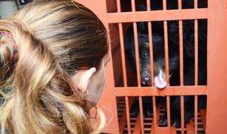 Cá thể gấu cuối cùng ở Quảng Ninh được chuyển về Trung tâm cứu hộ gấu Việt Nam