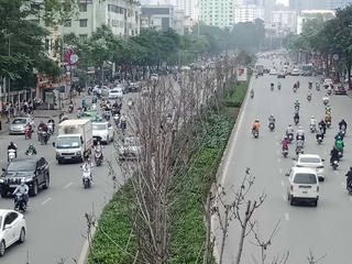 Vì sao hơn 200 cây phong lá đỏ ở Hà Nội sắp bị thay thế?