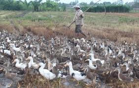 Trà Vinh: Tiêu huỷ gần 1.000 con gia cầm dương tính với cúm A/H5N1