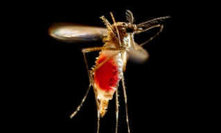 Mỹ: Zika nguy hiểm hơn chúng ta từng nghĩ