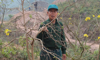 Mai vàng Yên Tử đón Xuân
