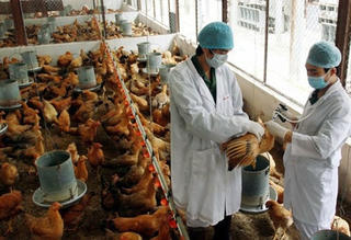 Quảng Ninh: Tiêu hủy đàn gà hơn 3.500 con do cúm gia cầm H5N8