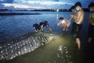 Cá lạ nặng hơn 1 tấn, dạt vào biển Nghệ An
