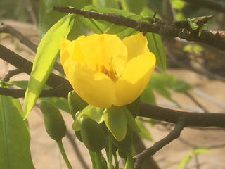 Lễ hội hoa Anh đào - Mai vàng Yên Tử 2018