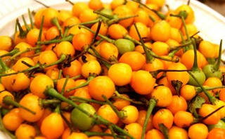 Loại ớt đắt nhất thế giới